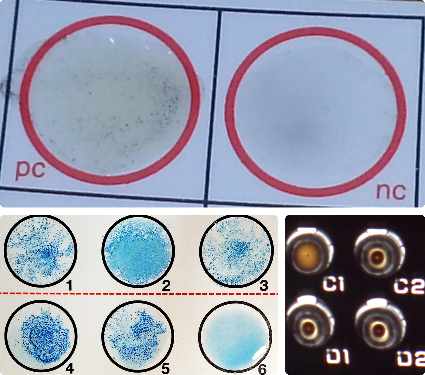 An RPR card's reactive control circle, marked pc, holds scattered black charcoal clumps. Its nonreactive control circle, marked nc, is evenly light gray. Below, a latex slide shows clumped blue particles in wells 1 to 5 and a smooth blue suspension in well 6. Four microtiter wells show a diffuse orange film in C1 and compact red-cell buttons in C2, D1, and D2.