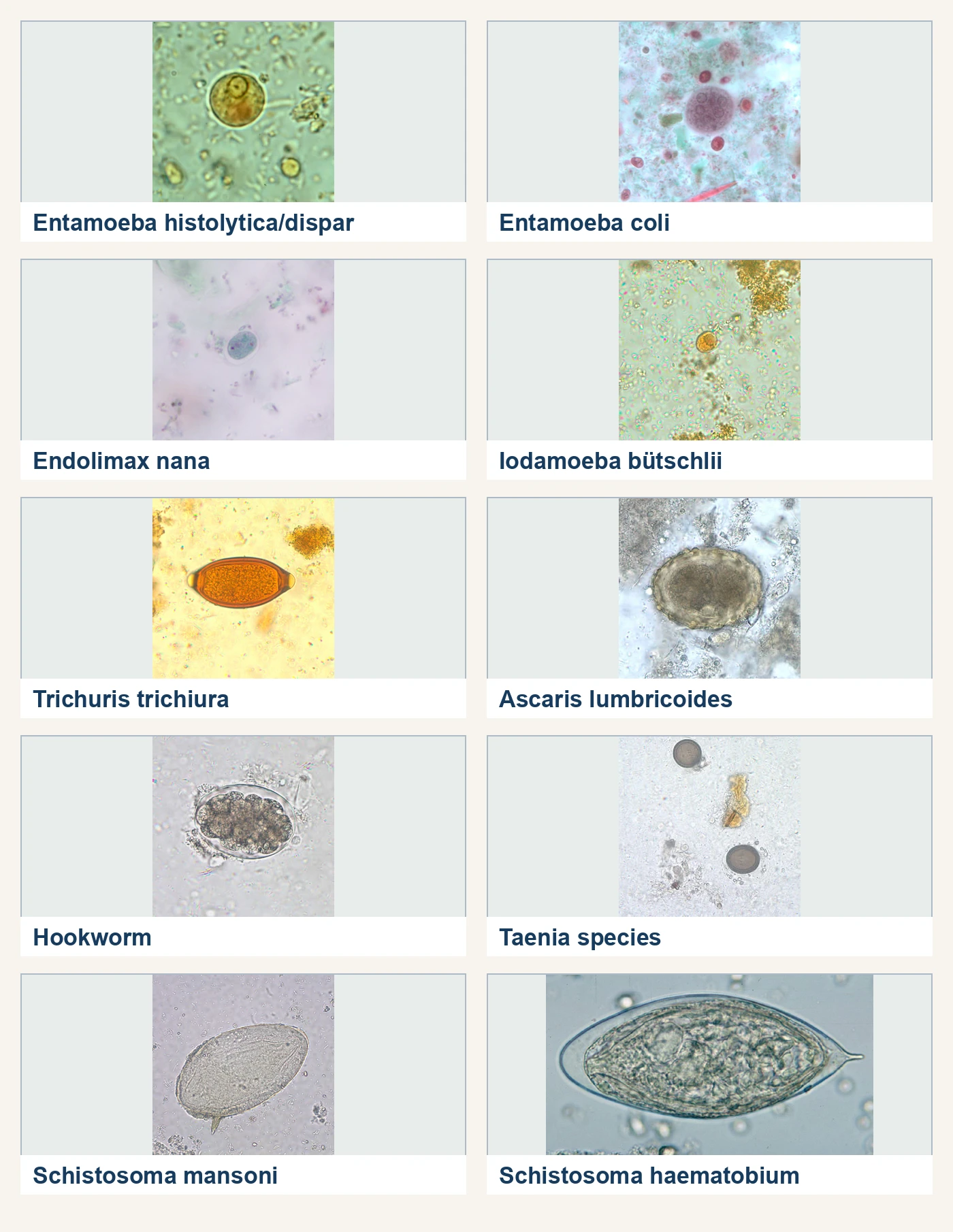 Ten photomicrographs show Entamoeba histolytica or dispar, Entamoeba coli, Endolimax nana, and Iodamoeba buetschlii cysts; Trichuris, Ascaris, hookworm, and Taenia eggs; and Schistosoma mansoni and Schistosoma haematobium eggs with lateral and terminal spines.